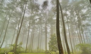 Wisata Hutan Pinus Yang Instragamable Banget! Orchid Forest