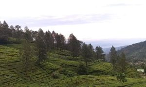 Kebun teh