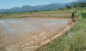 Kondisi air Waduk Jatigede yang terus bergerak naik, berbuah khawatir para petani penggarap.