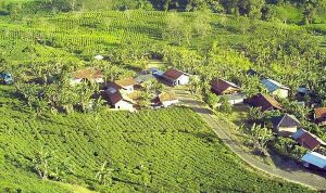 Sekilas Tentang Kebun Teh Margawindu Citengah Sumedang