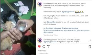 Viral Anak Kucing Dicekoki Tuak, Warganet: Kelakuan Sobat Tuak!