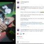 Viral Anak Kucing Dicekoki Tuak, Warganet: Kelakuan Sobat Tuak!