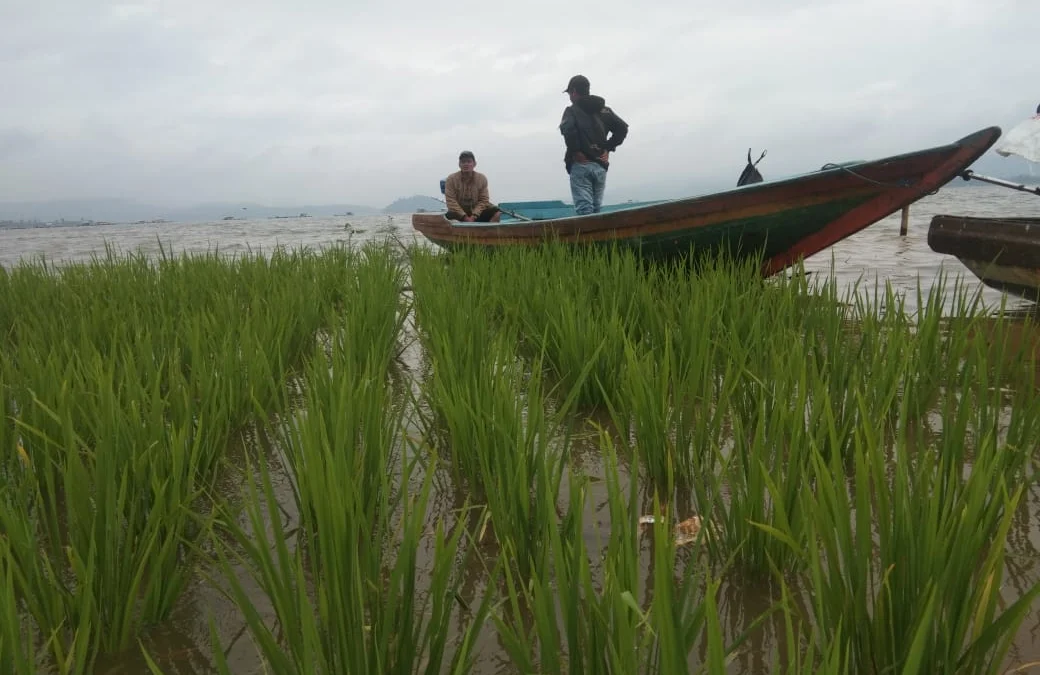 Sawah di Area Genangan Jatigede Mulai Terendam