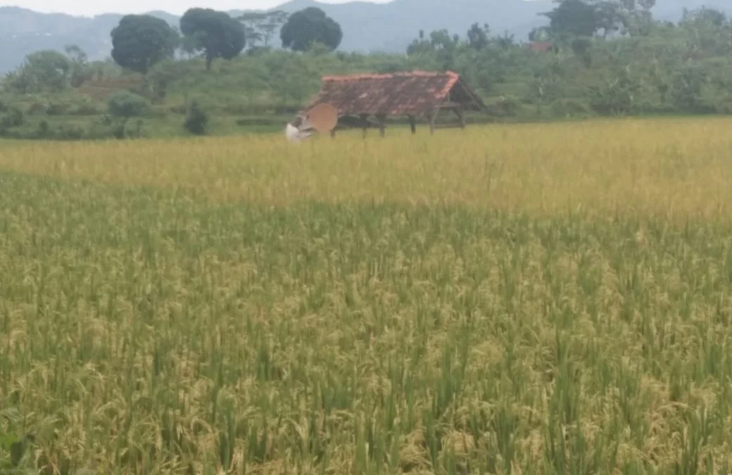 Pengeringan Padi Terganggu Akibat Cuaca Buruk