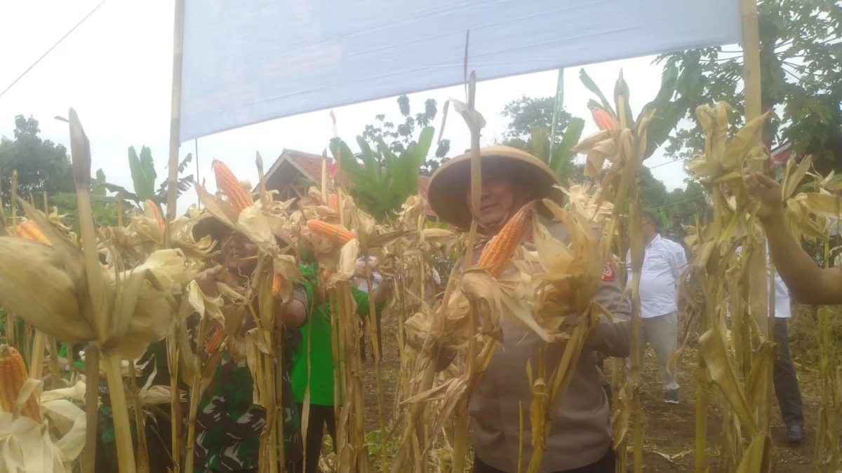 Ketahanan Pangan Bengaruh Terhadap Keamanan Sumedang