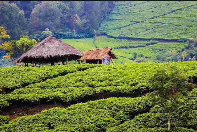 Kebun Teh Cipasung Lemahsugih, Wisata Majalengka Yang Banyak Diburu Orang! 