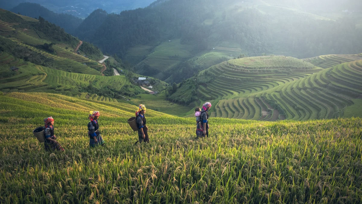 Petani kecil, jantung dari sistem pangan global.