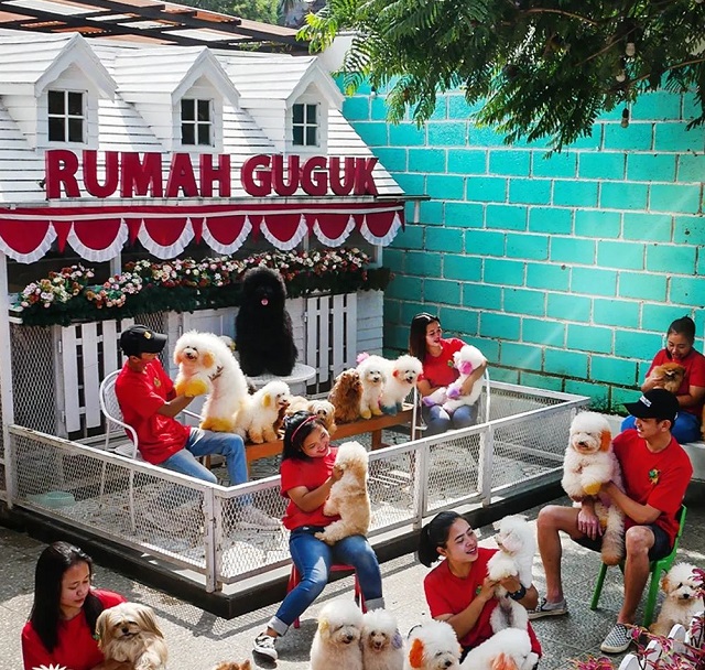 Rumah Guguk, Tempat Wisata Di Bandung Untuk Kalian Para Pecinta Anjing