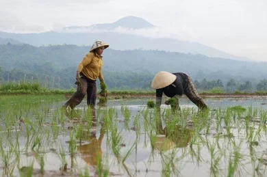 Cara Menanam Padi Yang Baik dan Benar