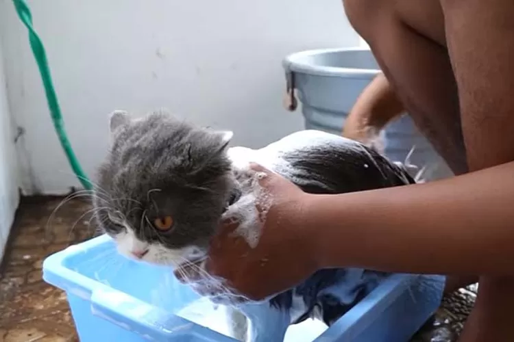 Cara mencegah jamur pada kucing