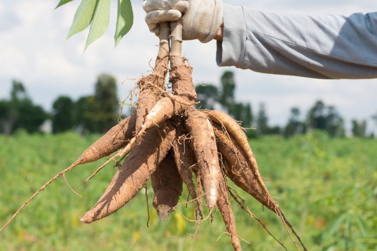 Simak Cara Menanam Singkong: Panduan Lengkap untuk Pemula