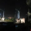 Viral! Sapi Lepas Dari Truk di Jalan Tol Cengkareng