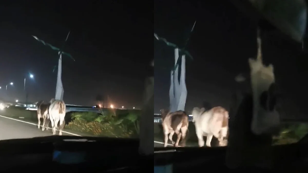 Viral! Sapi Lepas Dari Truk di Jalan Tol Cengkareng