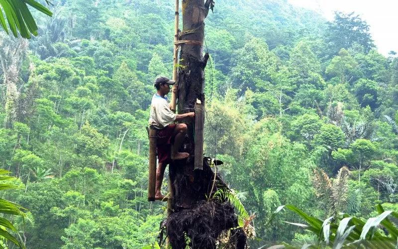 PERTANIAN: Intensitas hujan tinggi, pengaruhi Bahan Baku Gula Aren.