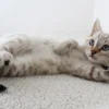 tindakan steril kucing betina