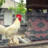 Turis di Bali Membuat Petisi Tentang Suara Ayam yang Berkokok