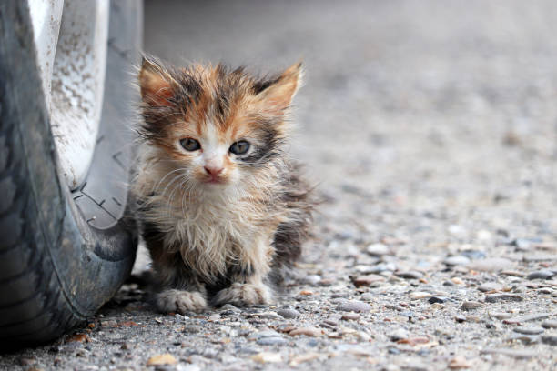 Doa Tidak Sengaja Menabrak Kucing