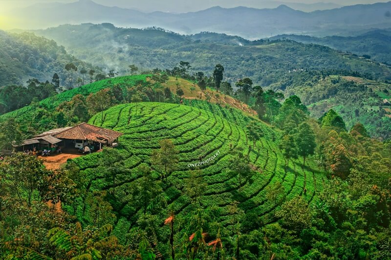 Healing Di kebun Teh