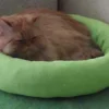 Cara Jitu Bersihkan Tempat Tidur Kucing