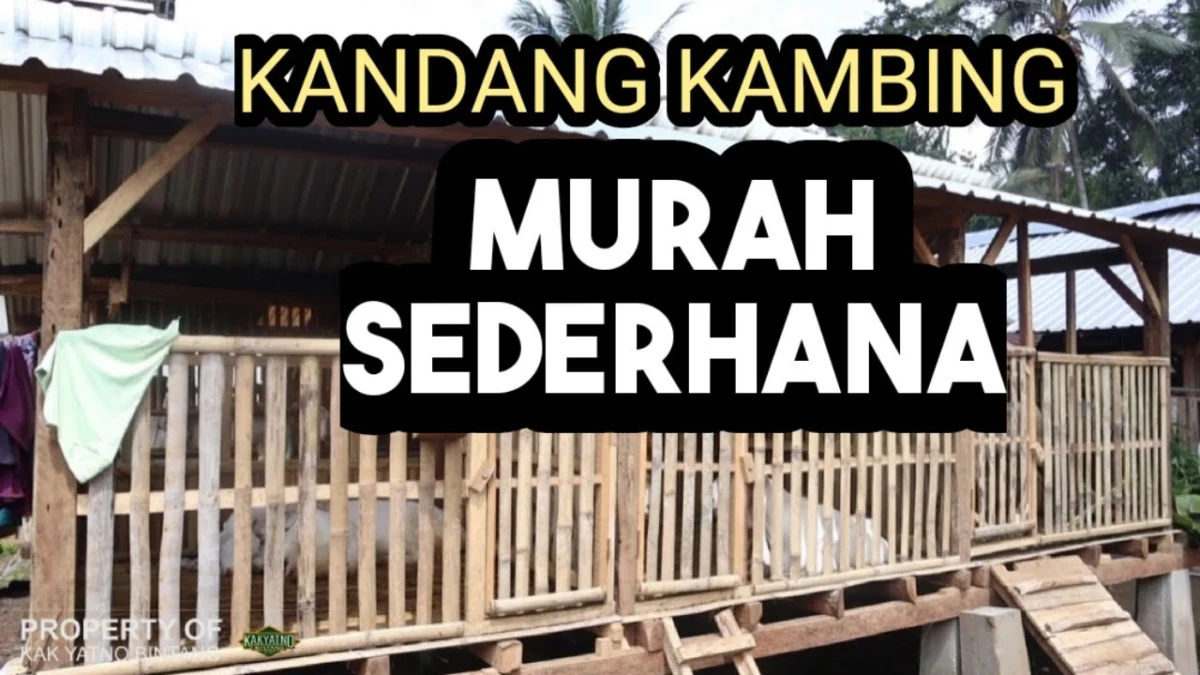 Jarak Lantai Kandang Kambing