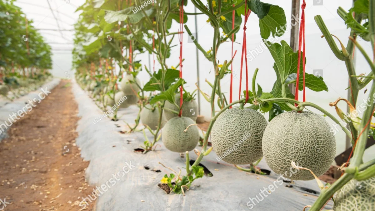 Budidaya Buah Melon Dengan Mudah