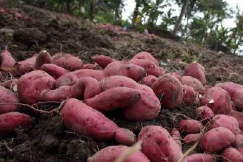 Pasti Sukses, Ini Cara Menanam Ubi dan Panduan Lengkap untuk Pemula