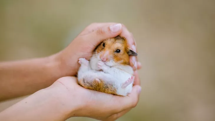 Tips Merawat Hamster dengan Baik