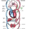 Kesehatan Alat Peredaran Darah