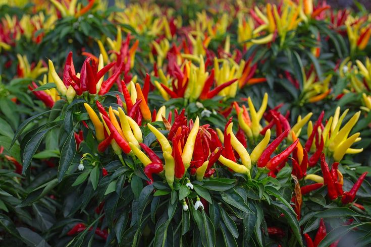 Cara Menanam Cabe di Polybag Agar Berbuah Lebat