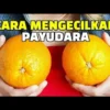 Cara Mengecilkan Payudara Dengan Minyak Kayu Putih, Dijamin Ampuh!