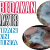 Ternyata Begini Cara Membedakan Hamster Jantan dan Betina!