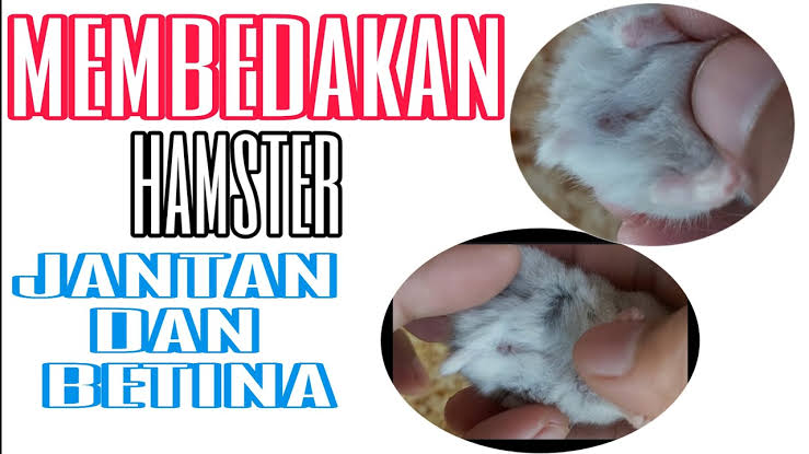 Ternyata Begini Cara Membedakan Hamster Jantan dan Betina!