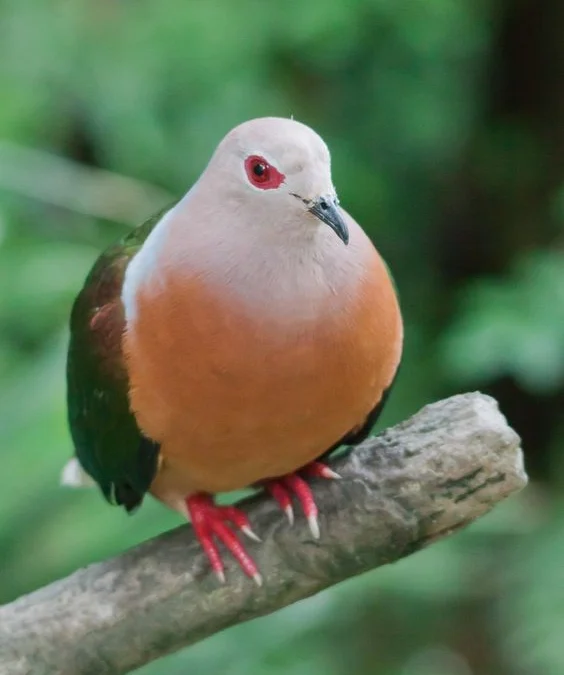 Makanan Burung Puter yang Bagus Di Jadikan Pakan