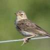 Makanan Burung Pipit Bernutrisi dan Sehat