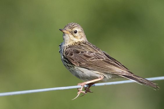 Makanan Burung Pipit Bernutrisi dan Sehat