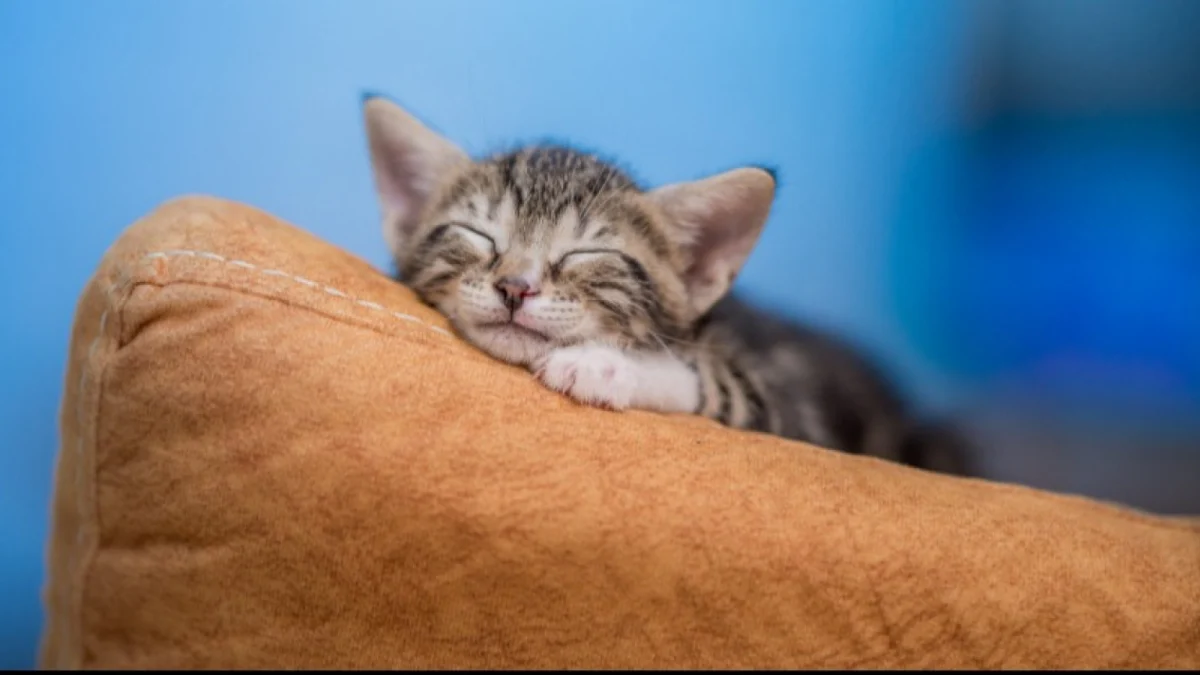 Cara Mengatasi Kucing Tidak Mau Makan dan Lemas