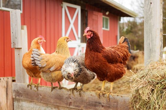 Pakan Ayam Supaya Cepat Besar dan Gemuk