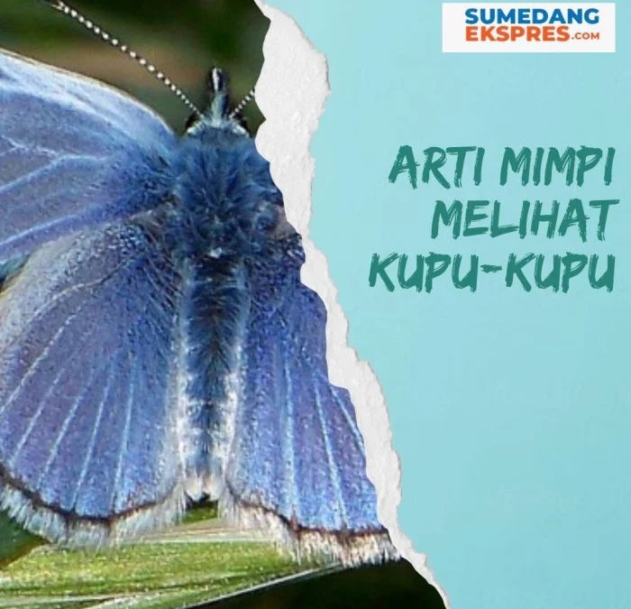 Arti Mimpi Melihat Kupu-kupu dan Pesan yang Dapat Diberikan, Pertanda Baik?