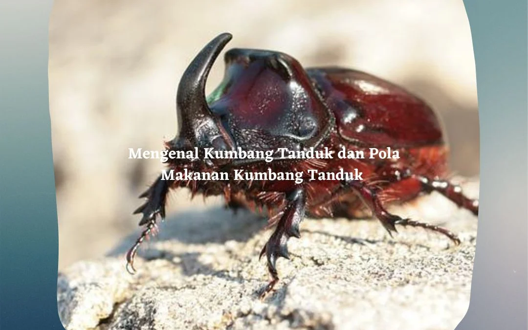 Mengenal Kumbang Tanduk dan Pola Makanan Kumbang Tanduk