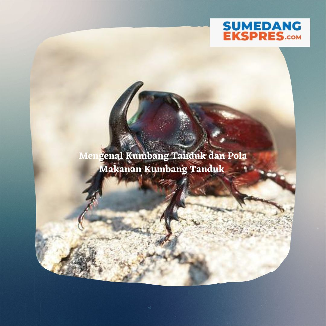 Mengenal Kumbang Tanduk dan Pola Makanan Kumbang Tanduk – Sumedang Ekspres