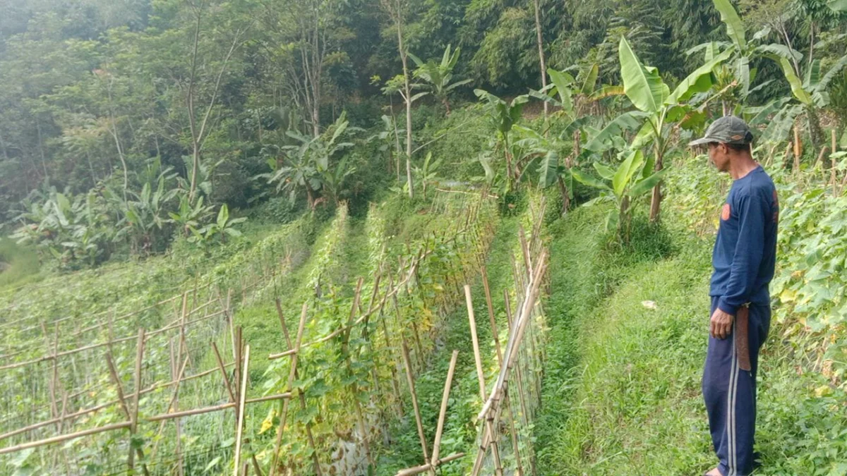 Petani Rancakalong Pilih Tanam Timun