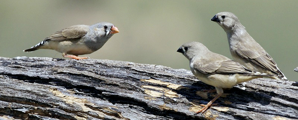 Suara Gacor, Tips Merawat Burung Emprit