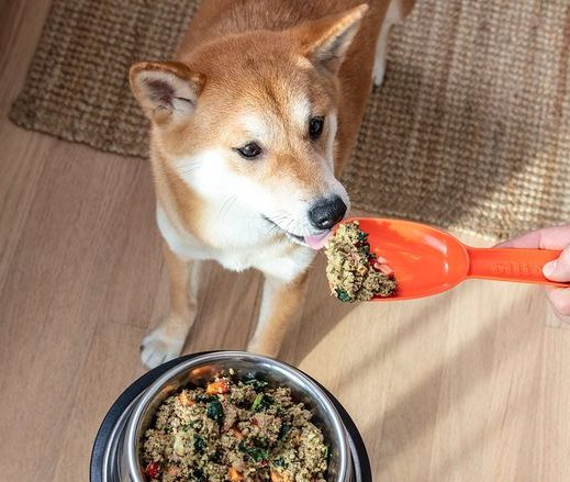 Cara Mengatasi Anjing Tidak Mau Makan, Jangan Abaikan!