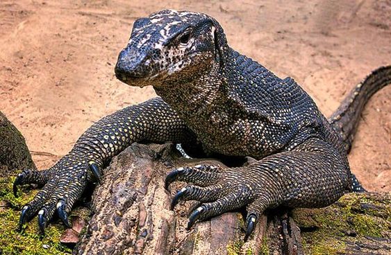 Makanan Biawak Kecil Yang Mudah di Dapat