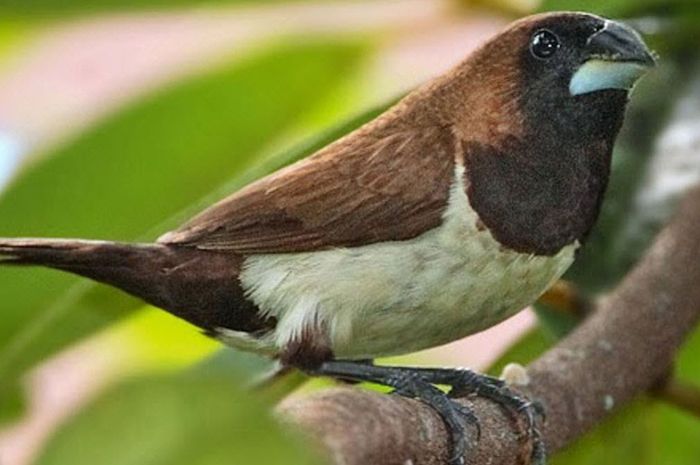 Rekomendasi Makanan Burung Emprit, Bikin Kicauan Gacor