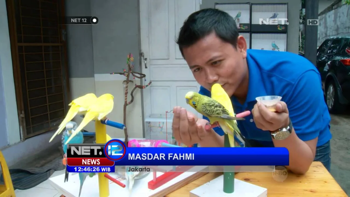 Tips Merawat Burung Parkit Agar Kicauan Lantang