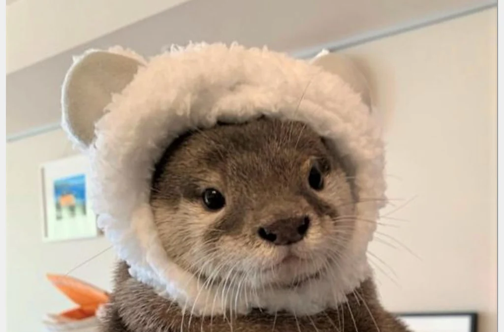 Mengenal Otter Hewan Lucu Sering di Sebut Mirip Berang-berang