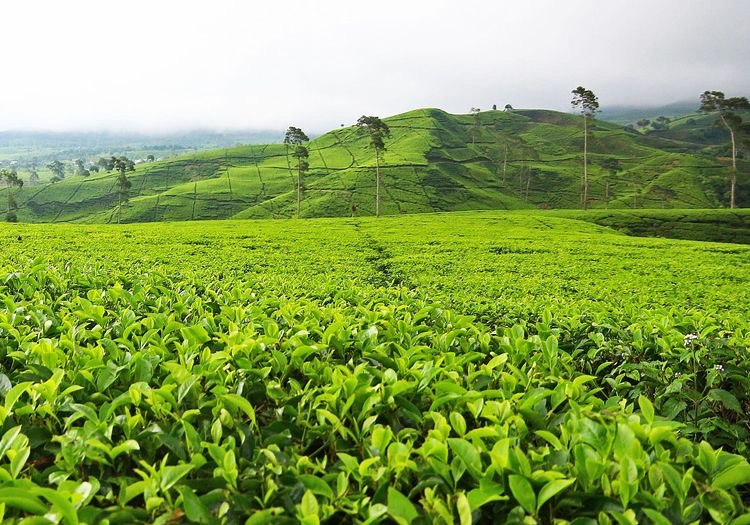 Agrowisata Bisa Menjadi Peluang Ekonomi yang Kreatif? Berikut Penjelasan Mengenai Pengertian Agrowisata Adalah...