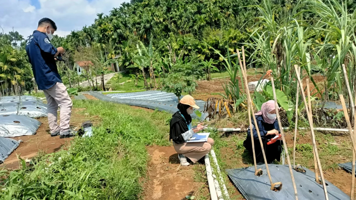 Petani Program Desa Digital Jadi Direktur Utama Pertanian Modern