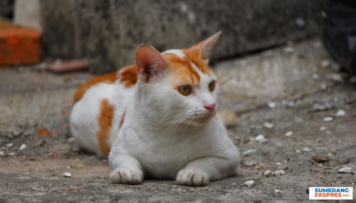 Jangan Lakukan 3 Hal Ini Kepada Kucing Peliharaanmu, Karena Ternyata Hal Yang Membuat Kucing Sedih